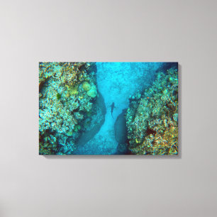 PACIFIC REEF SHARK 16x24 Canvas Afdruk