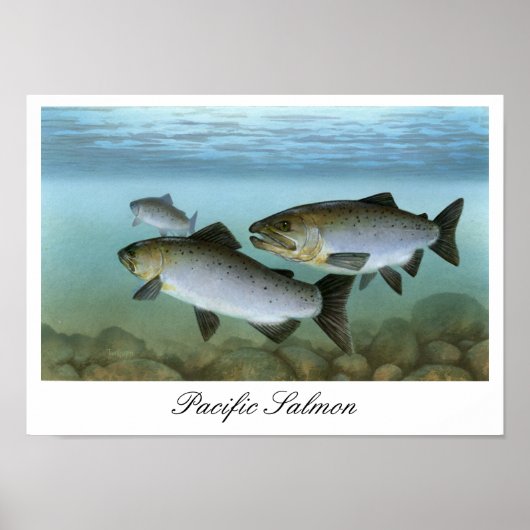 Pacific Salmon Painting Print (Voorkant)