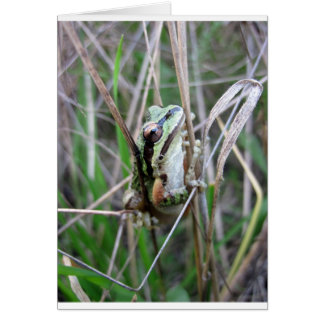 Pacific Treefrog of Chorus Frog