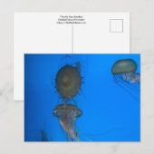 Pacific Zee Nettles-Briefkaart Briefkaart (Voorkant / Achterkant)