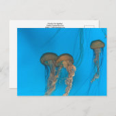 Pacific Zee Nettles-Briefkaart Briefkaart (Voorkant / Achterkant)