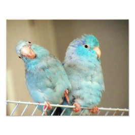 Pacifif Parrotlets Love Bird Companies Foto Art Afdruk