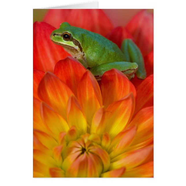 Pacifische boomkikker op bloemen (Voorkant)