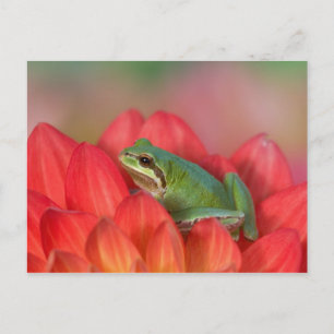 Pacifische boomkikker op bloemen in de tuin briefkaart