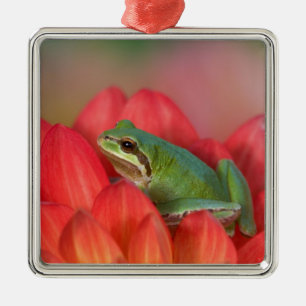 Pacifische boomkikker op bloemen in de tuin metalen ornament