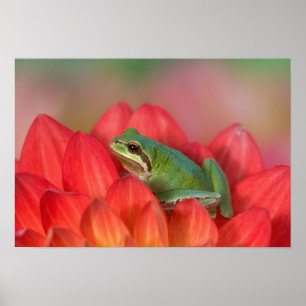 Pacifische boomkikker op bloemen in de tuin poster