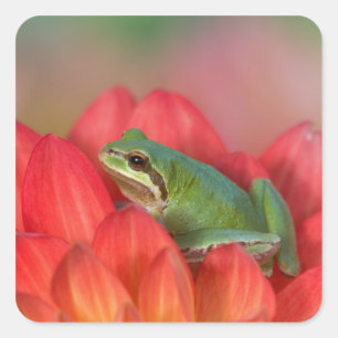 Pacifische boomkikker op bloemen in de tuin vierkante sticker