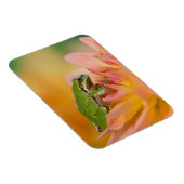 Pacifische boomkikker op bloemen in onze tuin, 2 magneet (Rechterzijde)