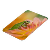 Pacifische boomkikker op bloemen in onze tuin, 2 magneet (Linkerzijde)