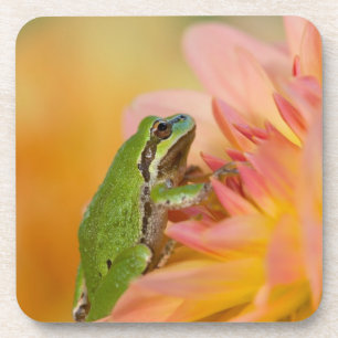 Pacifische boomkikker op bloemen in onze tuin, 2 onderzetter