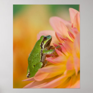 Pacifische boomkikker op bloemen in onze tuin, 2 poster