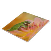 Pacifische boomkikker op bloemen in onze tuin, 2 tegeltje (Zijkant)