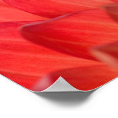 Pacifische boomkikker op bloemen in onze tuin, 3 poster (Hoek)