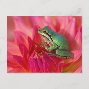 Pacifische boomkikker op bloemen in onze tuin briefkaart
