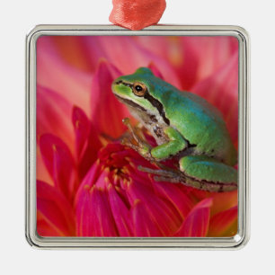Pacifische boomkikker op bloemen in onze tuin metalen ornament