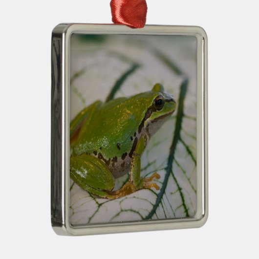 Pacifische boomkikker op bloemen in onze tuin, metalen ornament (Rechts)