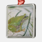 Pacifische boomkikker op bloemen in onze tuin, metalen ornament (Links)