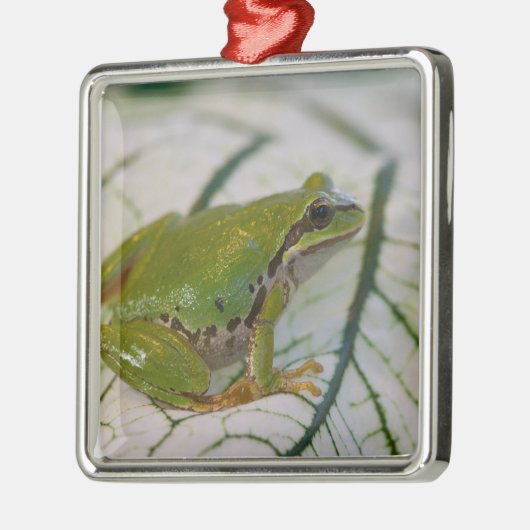 Pacifische boomkikker op bloemen in onze tuin, metalen ornament (Links)
