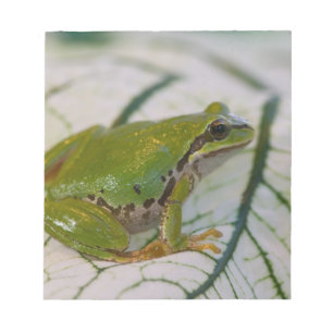 Pacifische boomkikker op bloemen in onze tuin, notitieblok