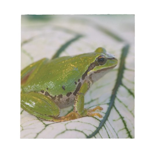 Pacifische boomkikker op bloemen in onze tuin, notitieblok (Voorkant)