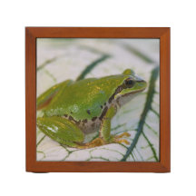 Pacifische boomkikker op bloemen in onze tuin,