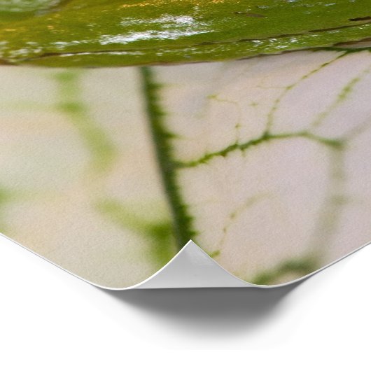 Pacifische boomkikker op bloemen in onze tuin, poster (Hoek)