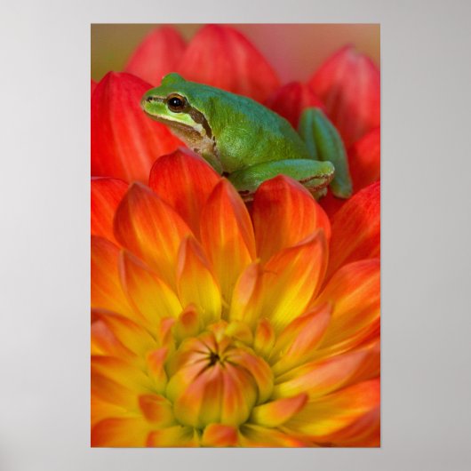 Pacifische boomkikker op bloemen in onze tuin, poster (Voorkant)