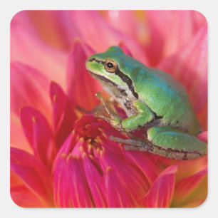 Pacifische boomkikker op bloemen in onze tuin vierkante sticker