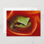 Pacifische kikker in dahlia. Krediet als: Briefkaart (Voorkant / Achterkant)