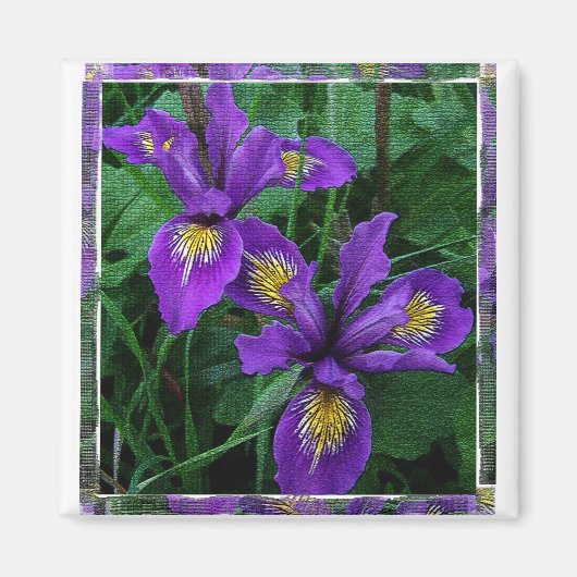 Pacifische kust (Douglas) iris - Magnet (Voorkant)