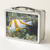 Pacifische oceaankeizer Snapper White Brown Band (Achterkant)