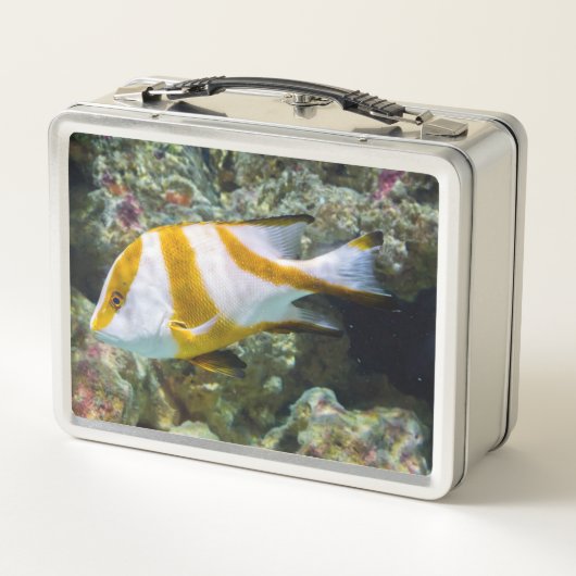 Pacifische oceaankeizer Snapper White Brown Band (Achterkant)