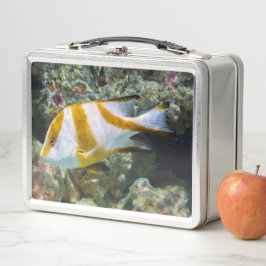 Pacifische oceaankeizer Snapper White Brown Band