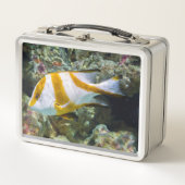 Pacifische oceaankeizer Snapper White Brown Band (Voorkant)