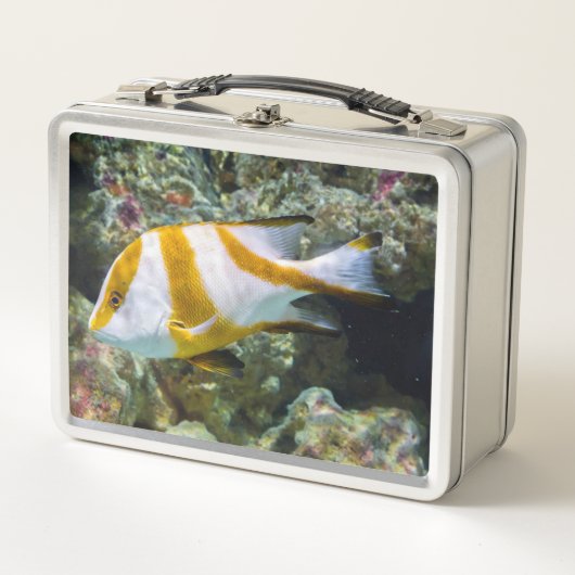 Pacifische oceaankeizer Snapper White Brown Band (Voorkant)