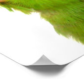 Pacifische parrotlets Groene blauwe vogels 36 x 12 Poster (Hoek)