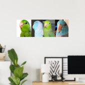 Pacifische parrotlets Groene blauwe vogels 36 x 12 Poster (Thuiskantoor)