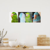 Pacifische parrotlets Groene blauwe vogels 36 x 12 Poster (Keuken)