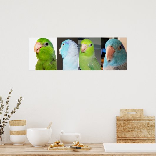 Pacifische parrotlets Groene blauwe vogels 36 x 12 Poster (Keuken)