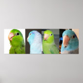 Pacifische parrotlets Groene blauwe vogels 36 x 12 Poster (Voorkant)