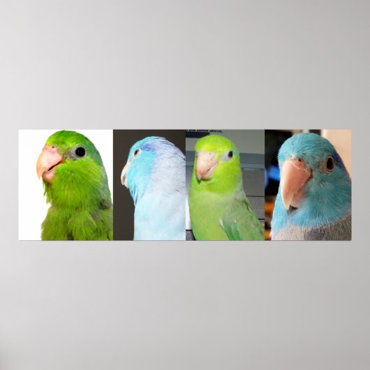 Pacifische parrotlets Groene blauwe vogels 36 x 12 Poster (Voorkant)