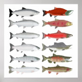 Pacifische zalm - Oceaanvaart en rustfase Poster (Voorkant)