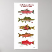 Pacifische zalmsoorten KunstPoster Poster (Voorkant)