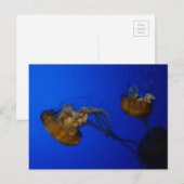 Pacifische Zee Nettle Jellyfish Briefkaart (Voorkant / Achterkant)