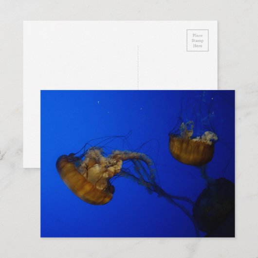 Pacifische Zee Nettle Jellyfish Briefkaart (Voorkant / Achterkant)