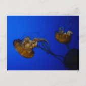Pacifische Zee Nettle Jellyfish Briefkaart (Voorkant)