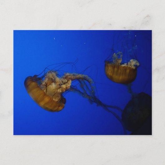 Pacifische Zee Nettle Jellyfish Briefkaart (Voorkant)