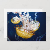 Pacifische Zeeen brandnetel (Chrysaora fuscescens) Briefkaart (Voorkant / Achterkant)