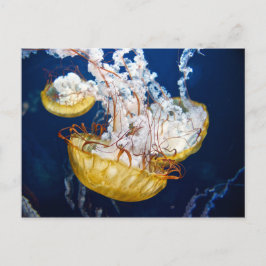 Pacifische Zeeen brandnetel (Chrysaora fuscescens) Briefkaart