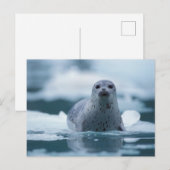 pacifische zeehond, Phoca vitulina richardsi Briefkaart (Voorkant / Achterkant)